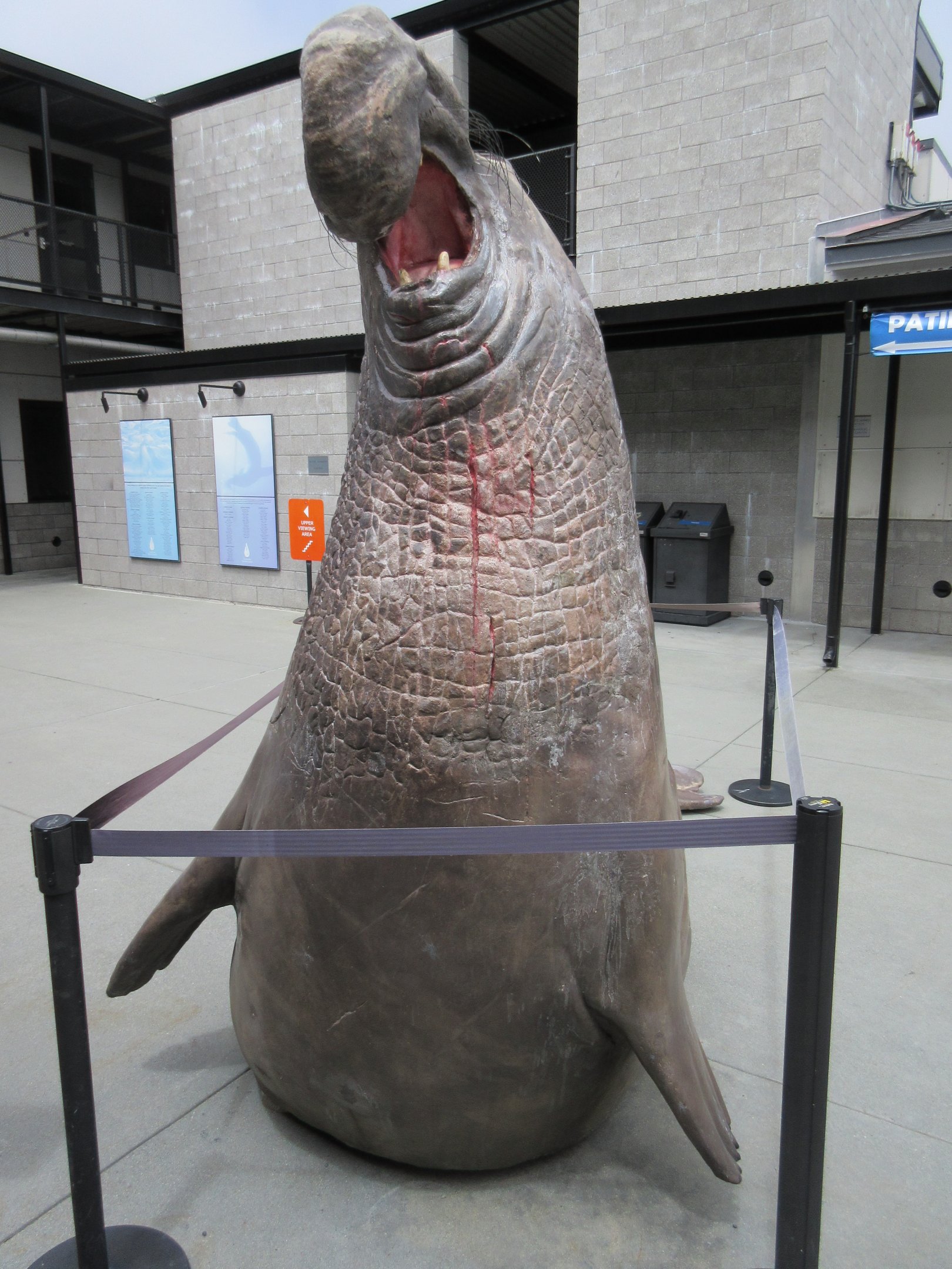 Northern Elephant Seal (Life-Sized Statue)