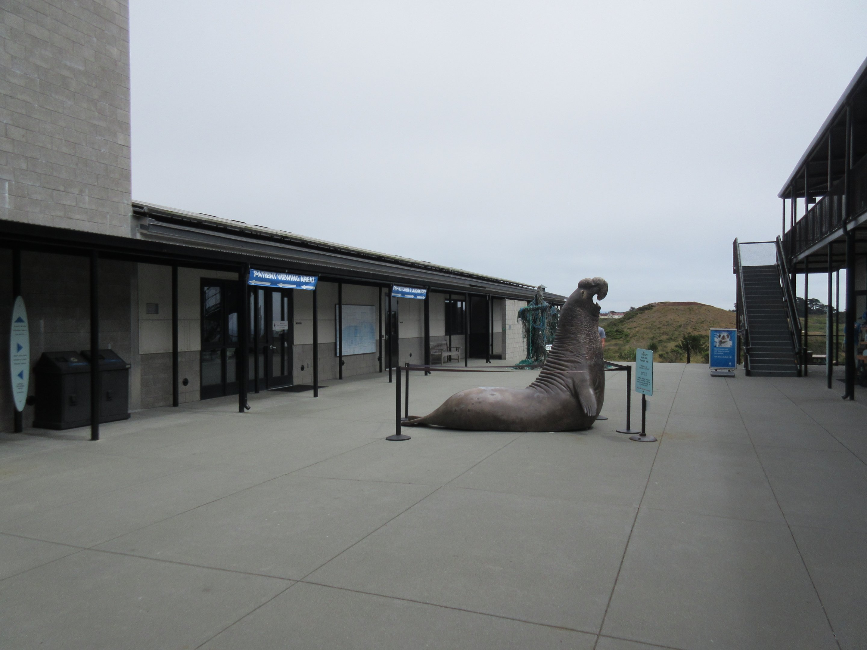 Northern Elephant Seal (Life-Sized Statue)