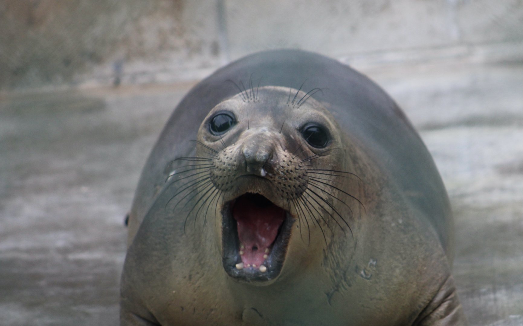 Northern Elephant Seal (Mirounga angustirostris) youngster