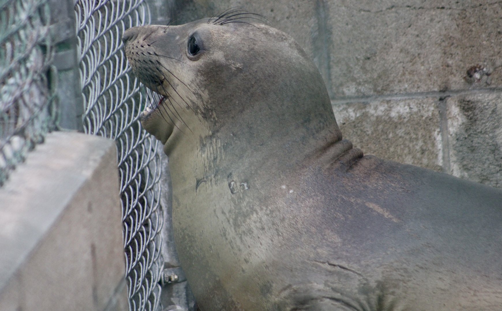 Northern Elephant Seal (Mirounga angustirostris) youngster