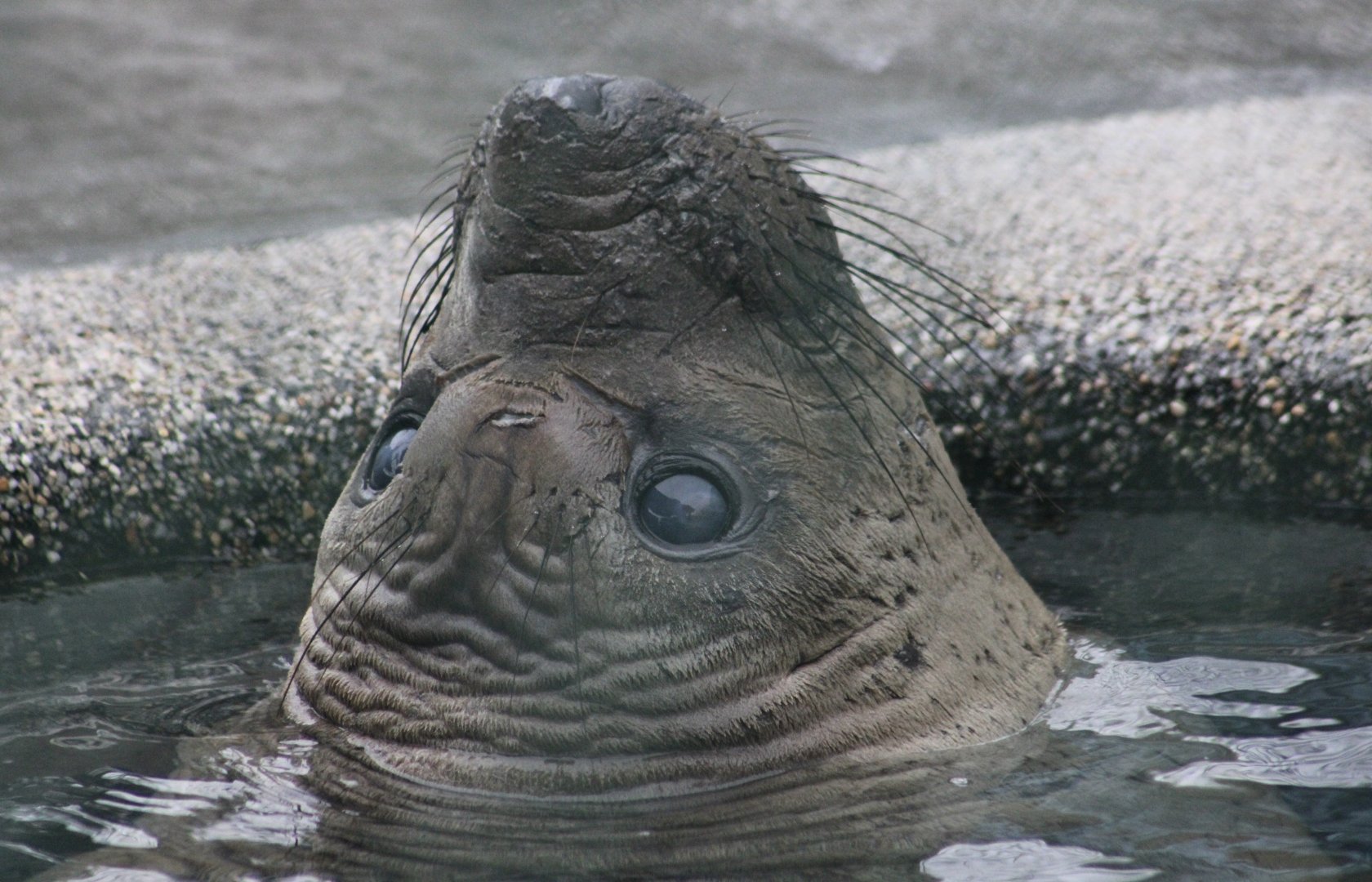 Northern Elephant Seal (Mirounga angustirostris) youngster