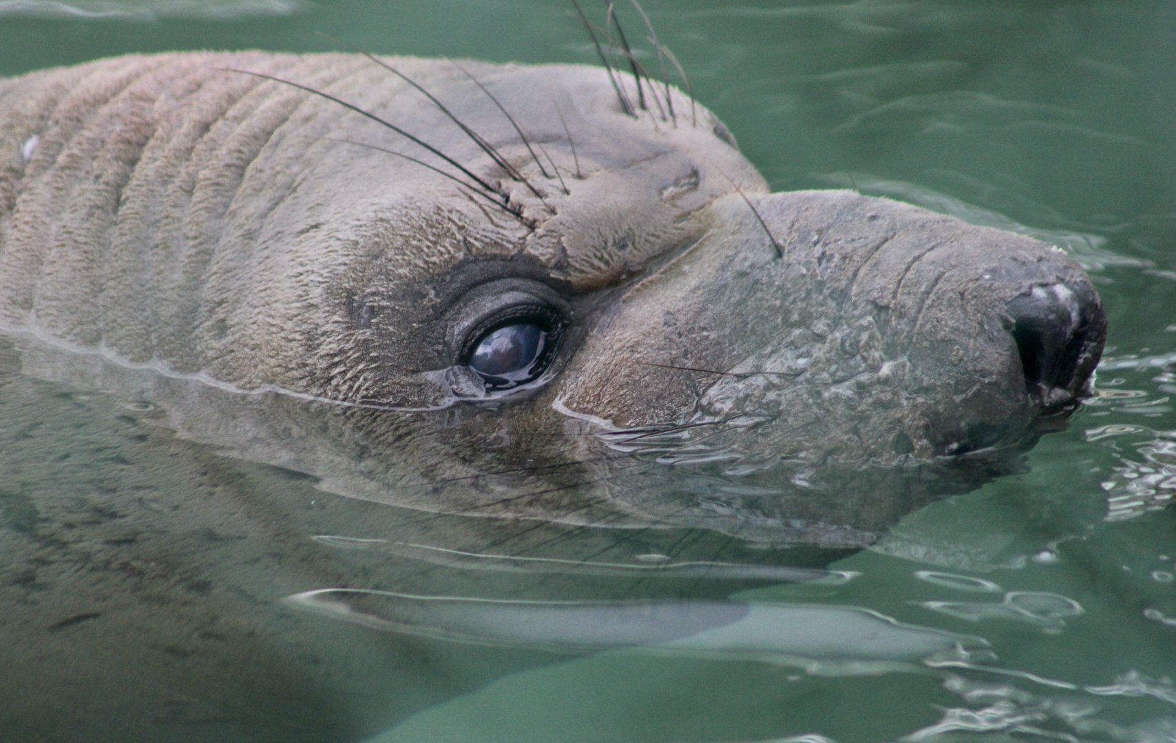 Northern Elephant Seal (Mirounga angustirostris) youngster