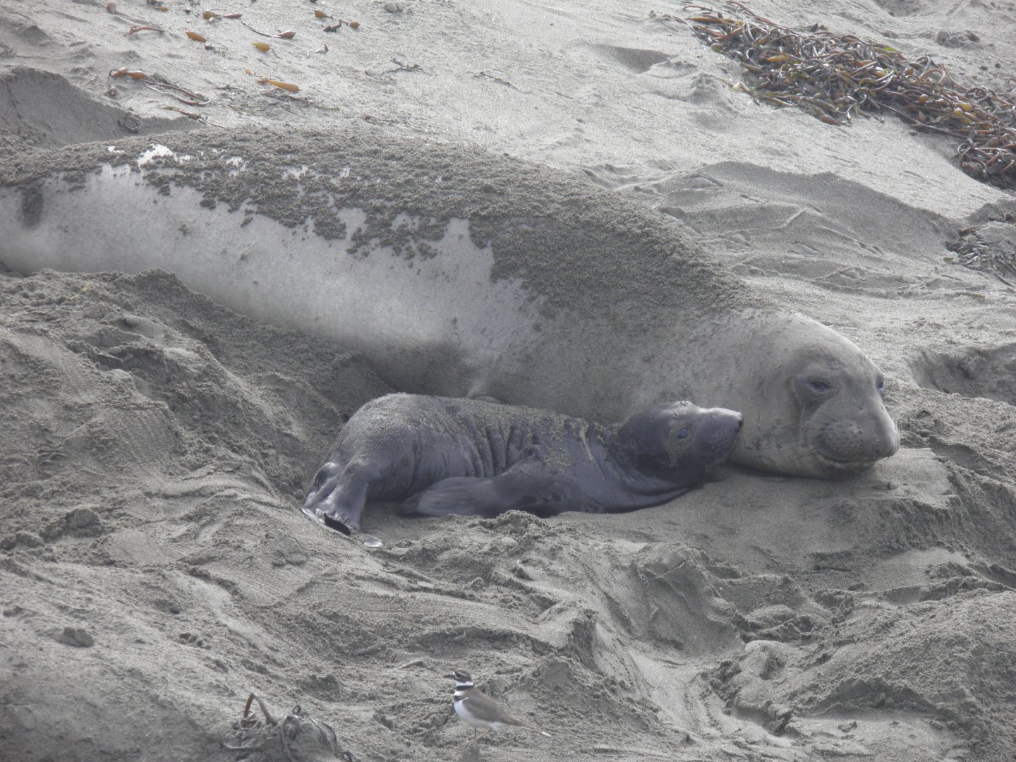 Northern elephant seal mom and pup