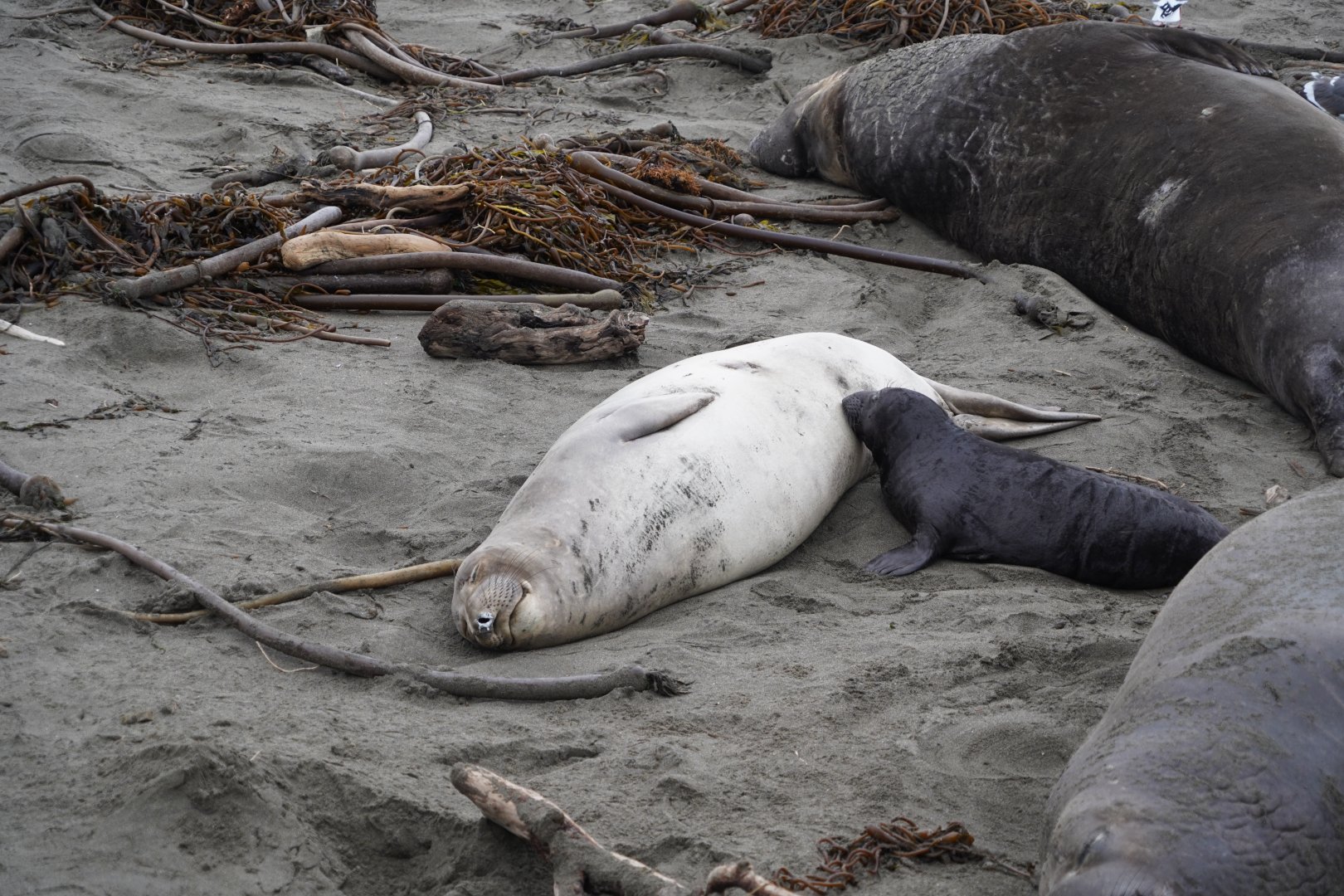 Northern elephant seal pup nursing