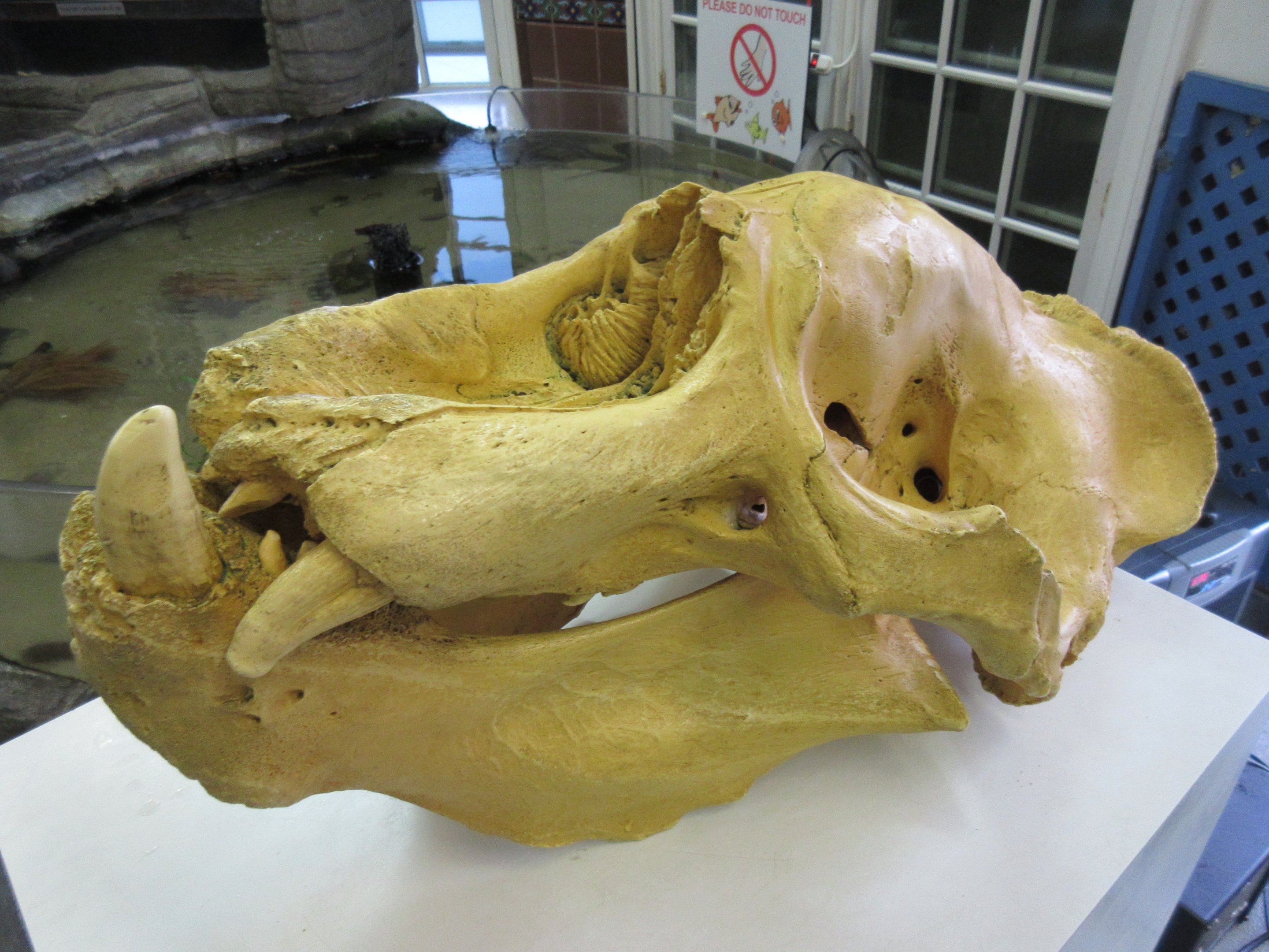 Northern Elephant Seal Skull
