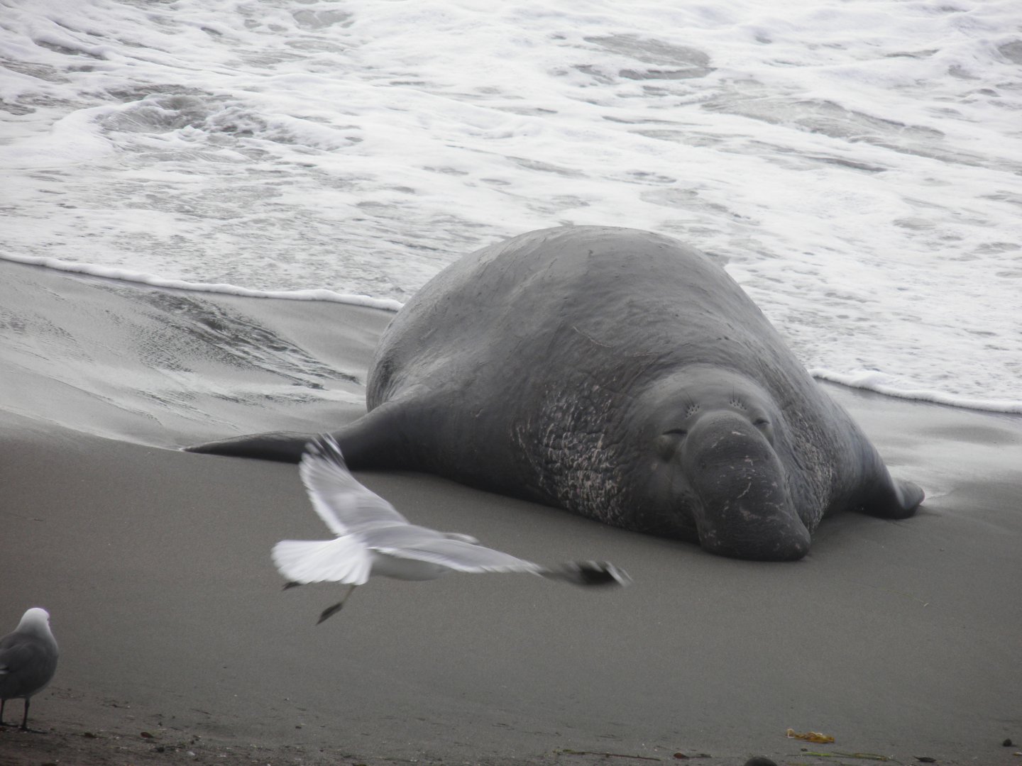 Northern elephant seal sleeping