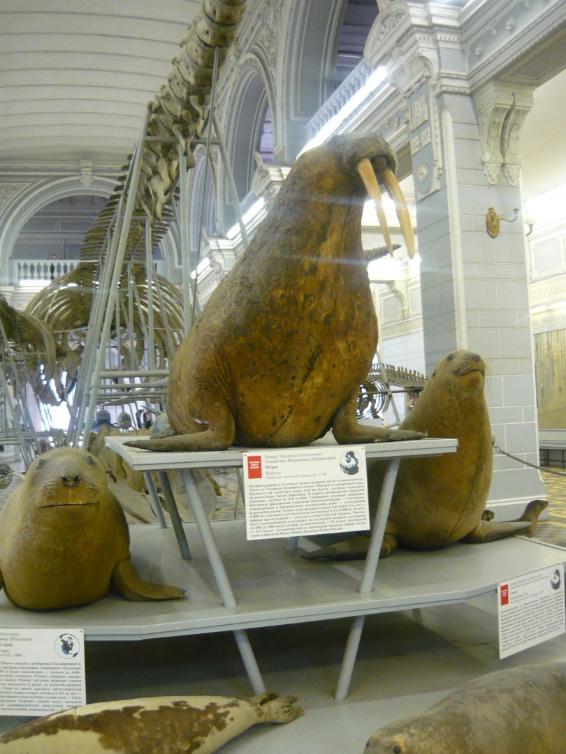 Northern elephant seal, Walrus and Steller sea lion
