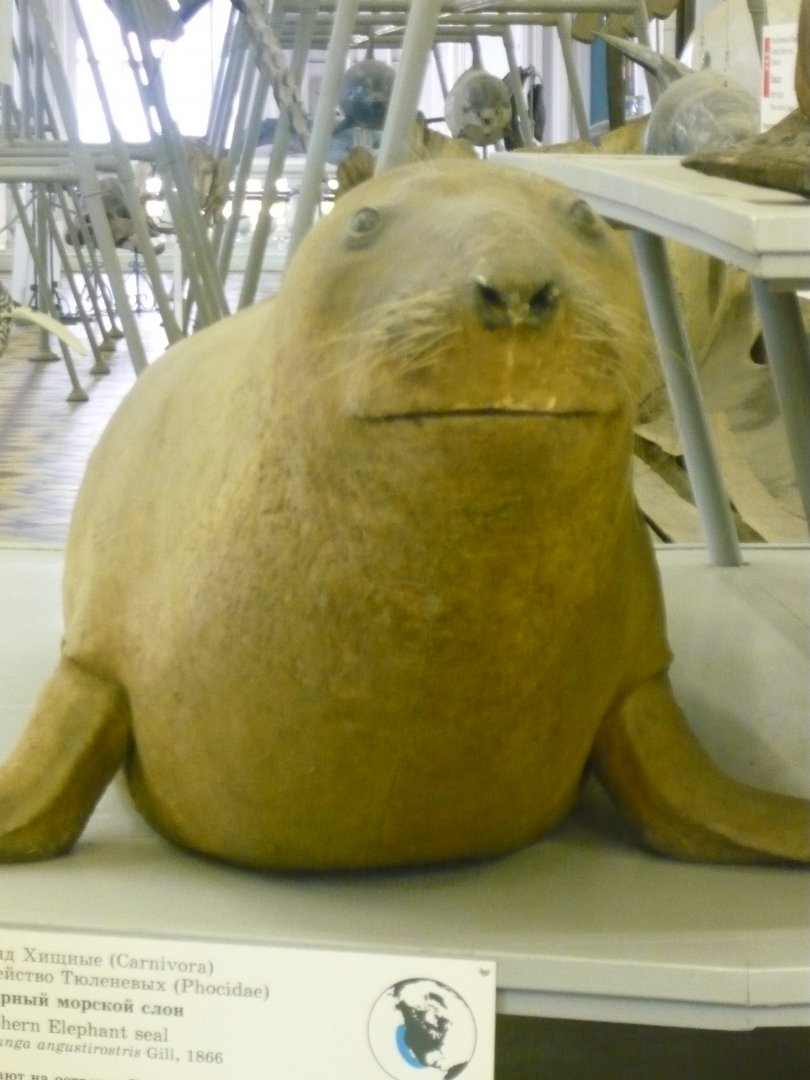 Northern elephant seal