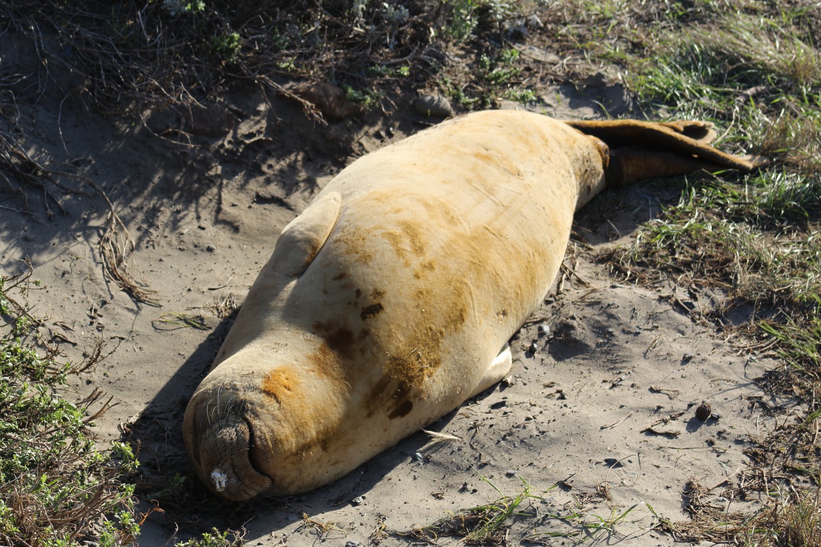 Northern Elephant Seal