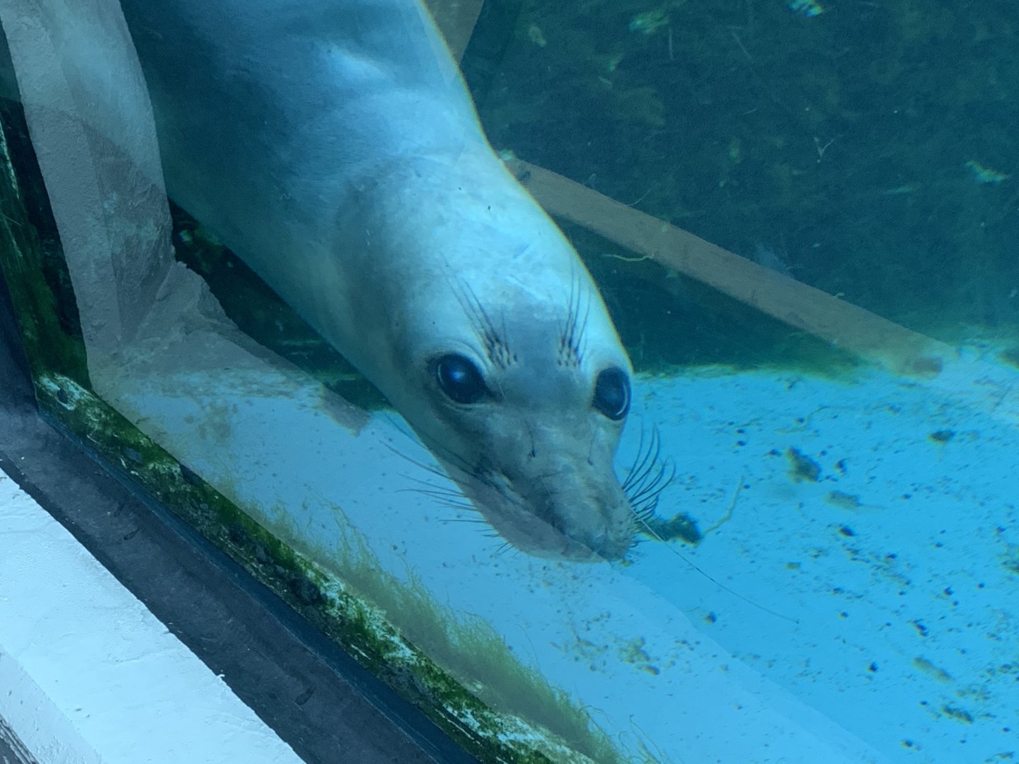 Northern elephant seal