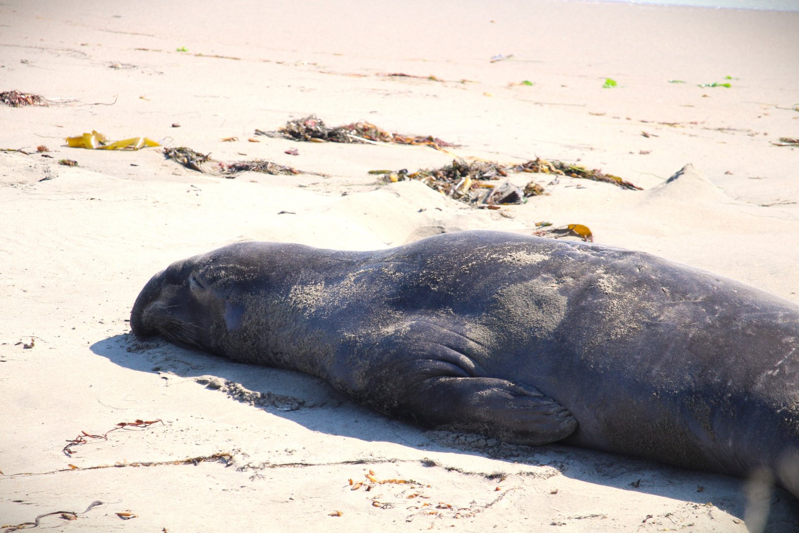 Northern Elephant Seal