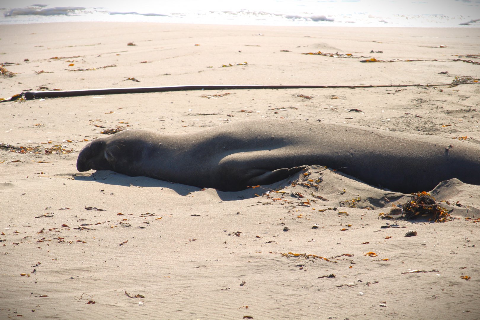 Northern Elephant Seal