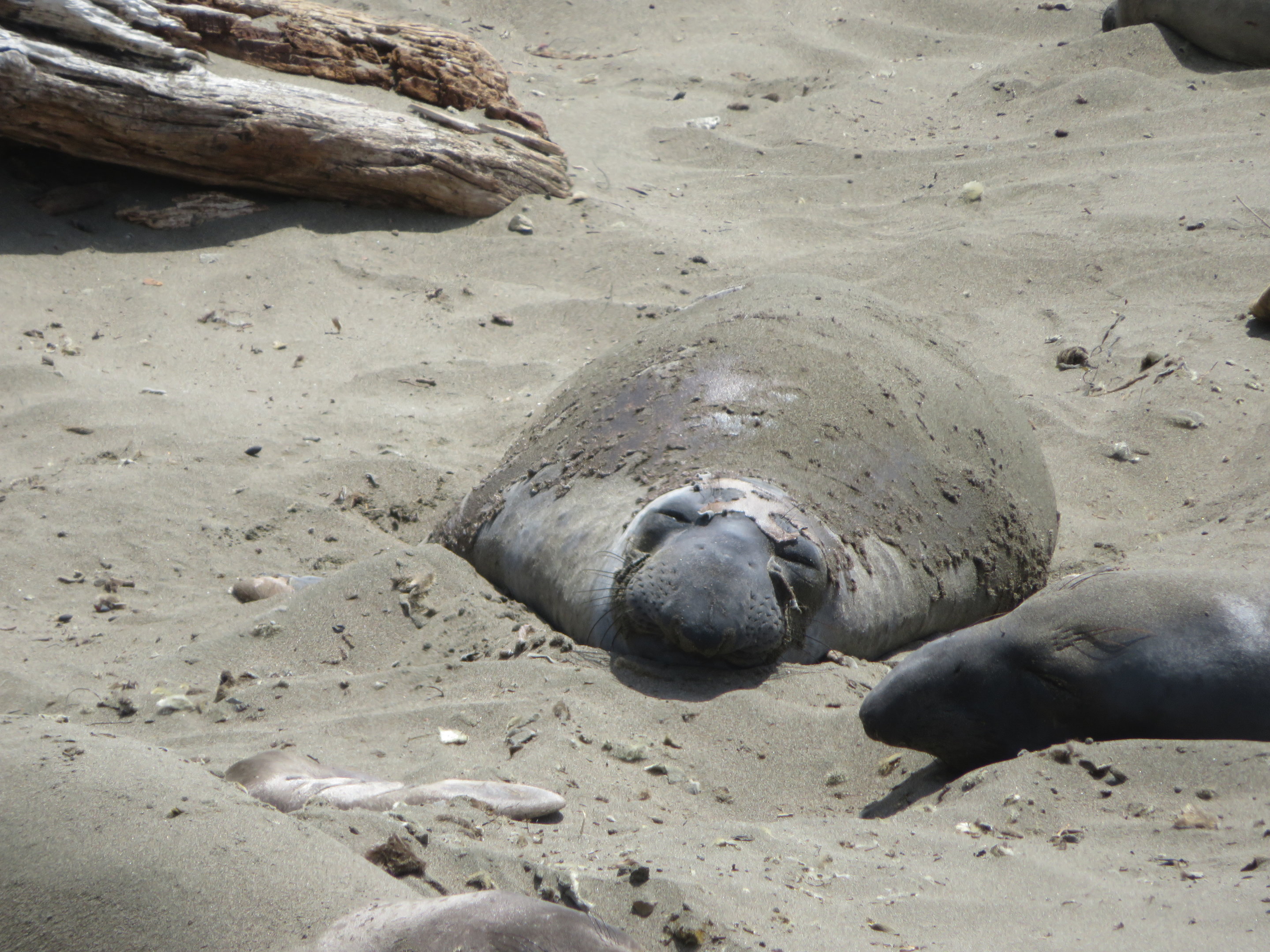 Northern Elephant Seal