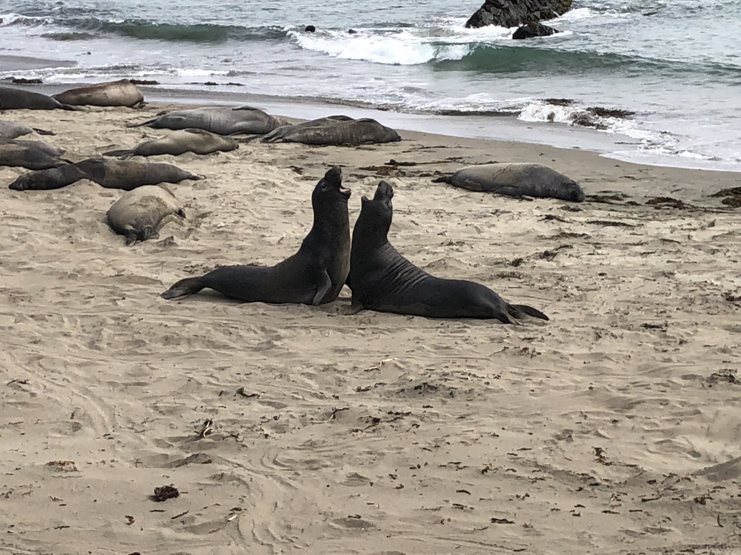 Northern elephant seals fighting in San Simeon, CA