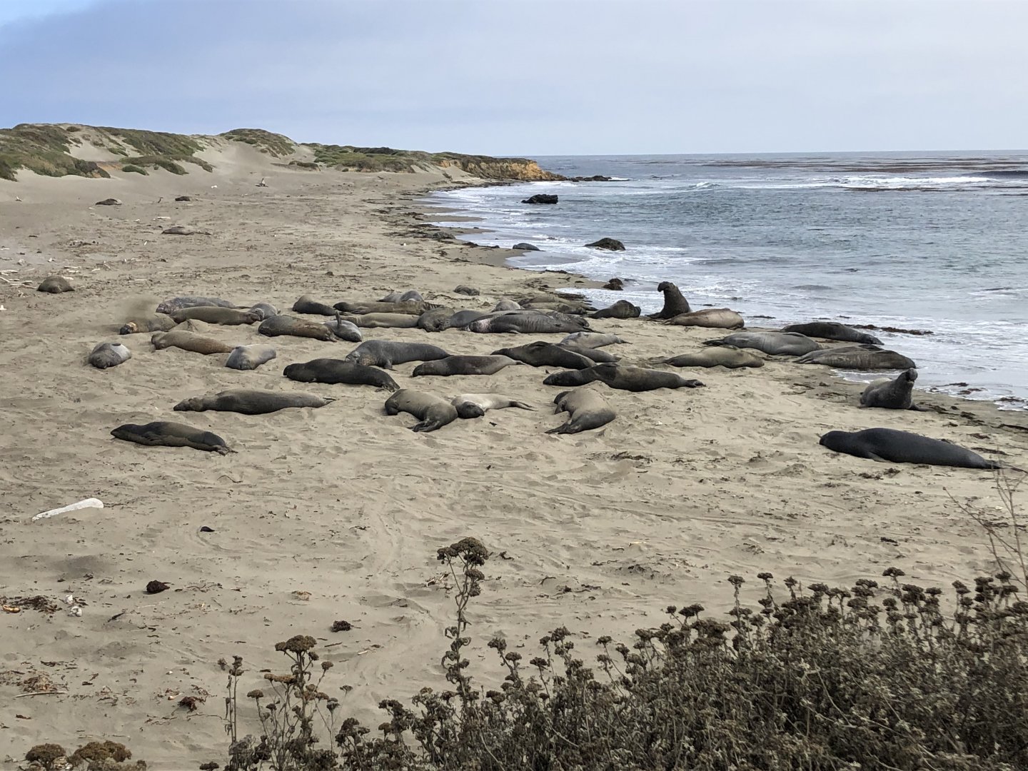 Northern elephant seals in San Simeon, CA
