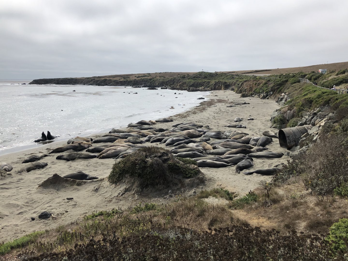 Northern elephant seals in San Simeon, CA