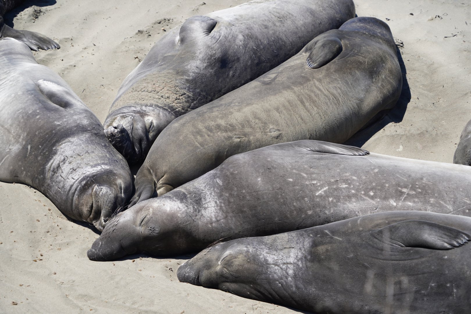 Northern elephant seals resting together.
