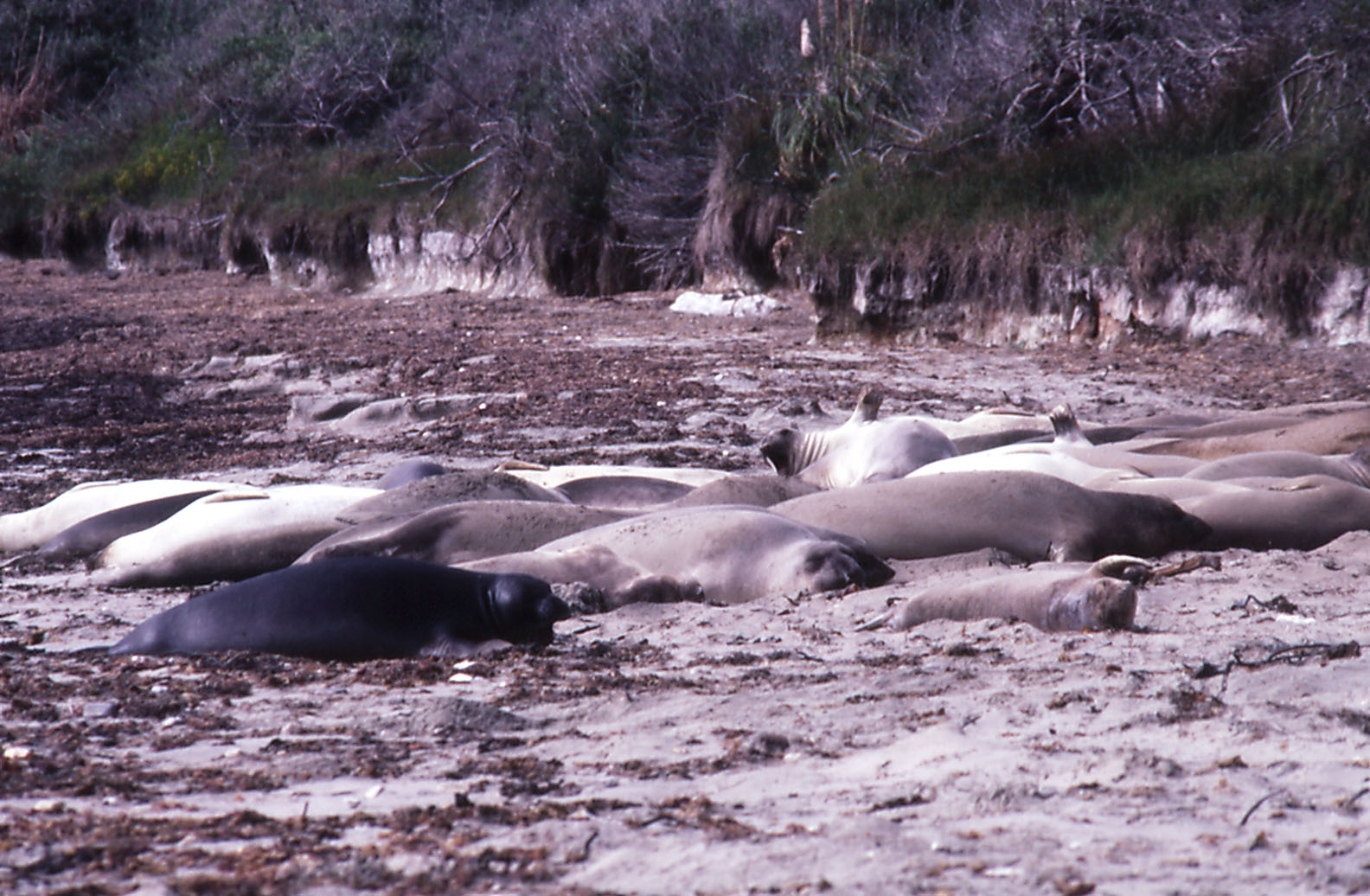 Northern Elephant Seals