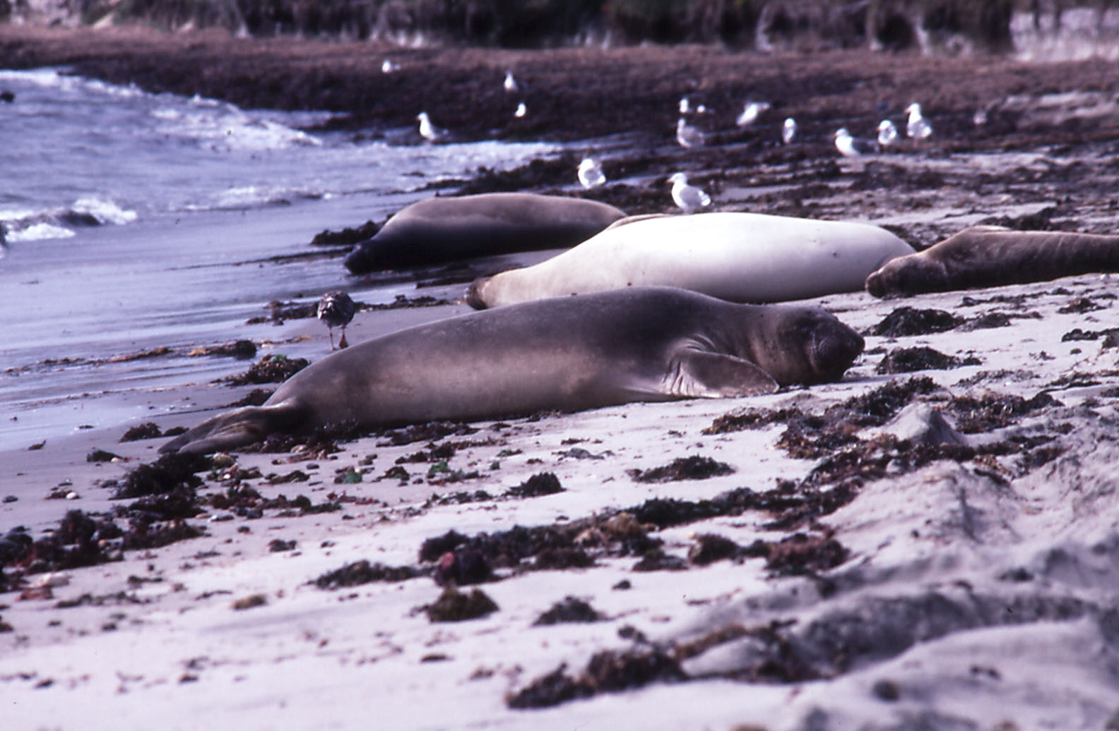 Northern Elephant Seals