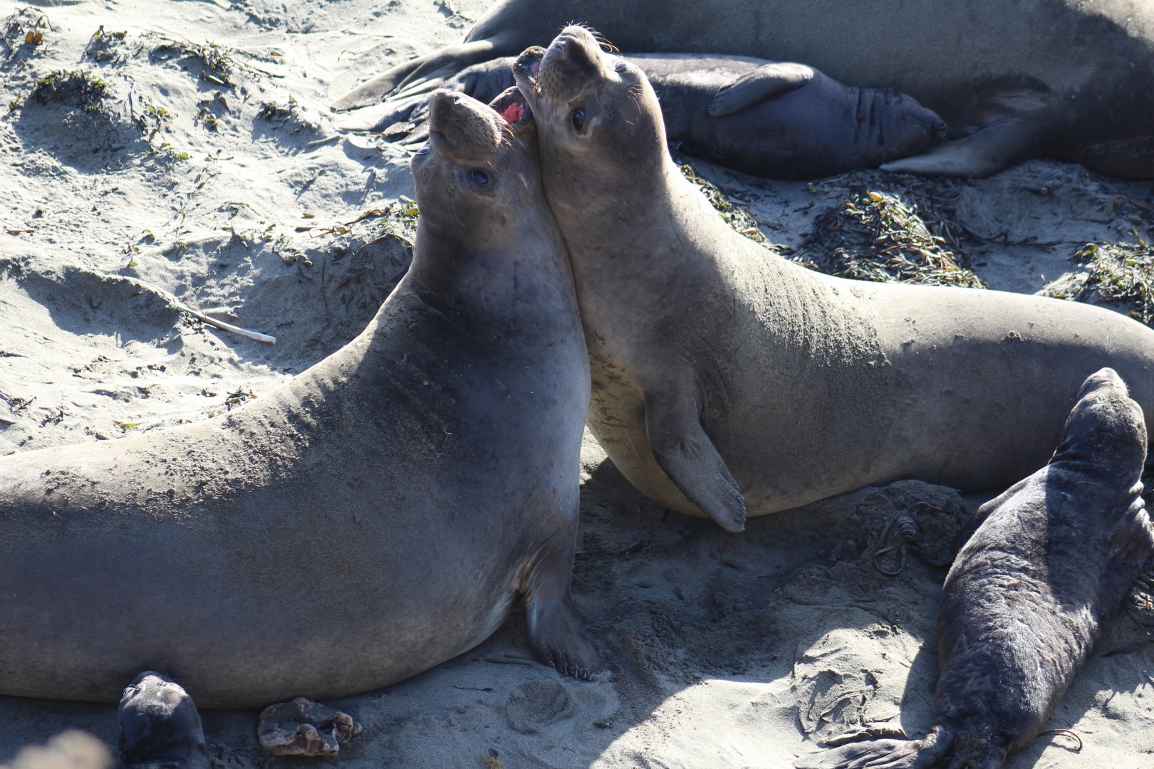 Northern Elephant Seals