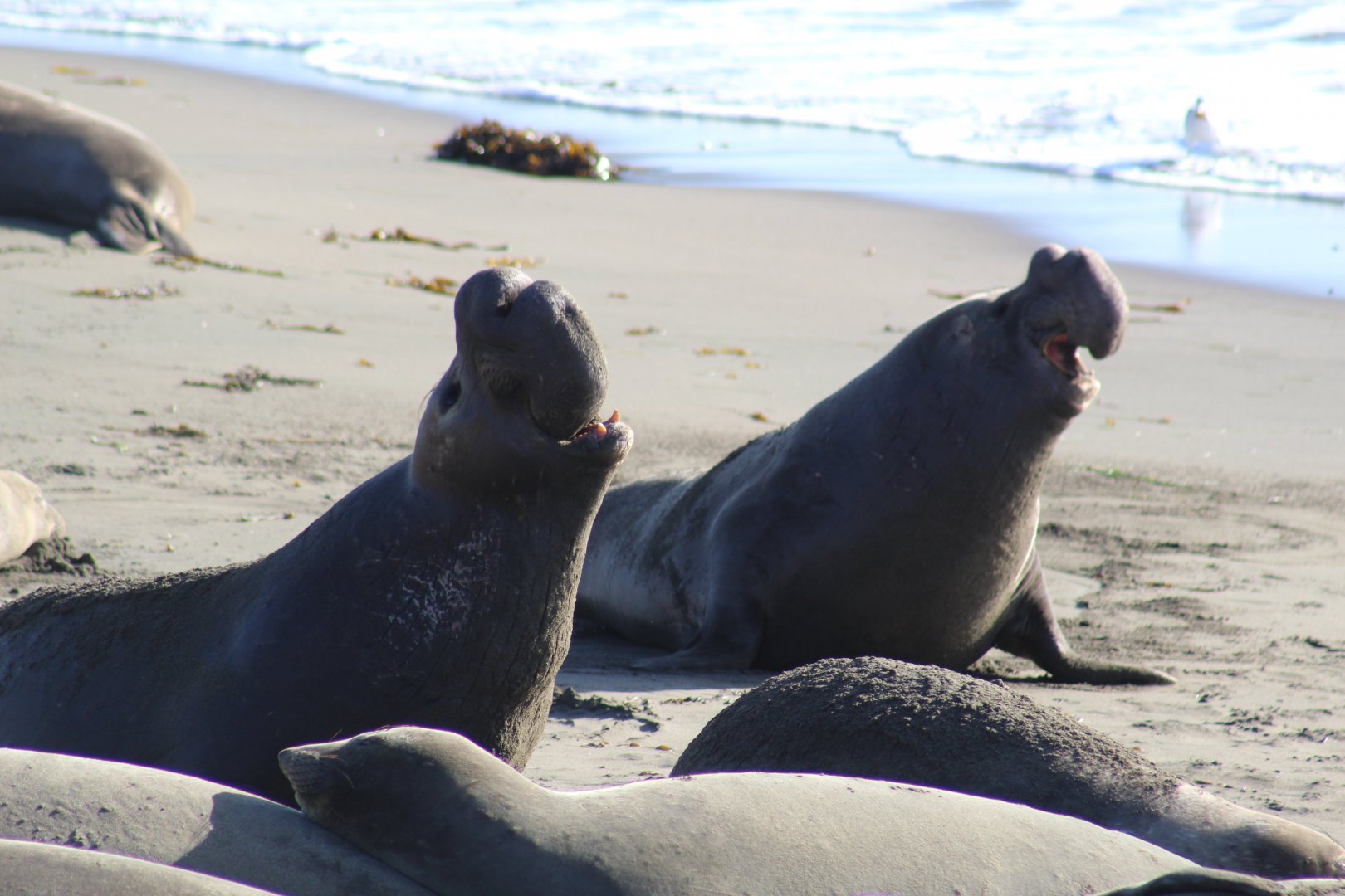 Northern Elephant Seals