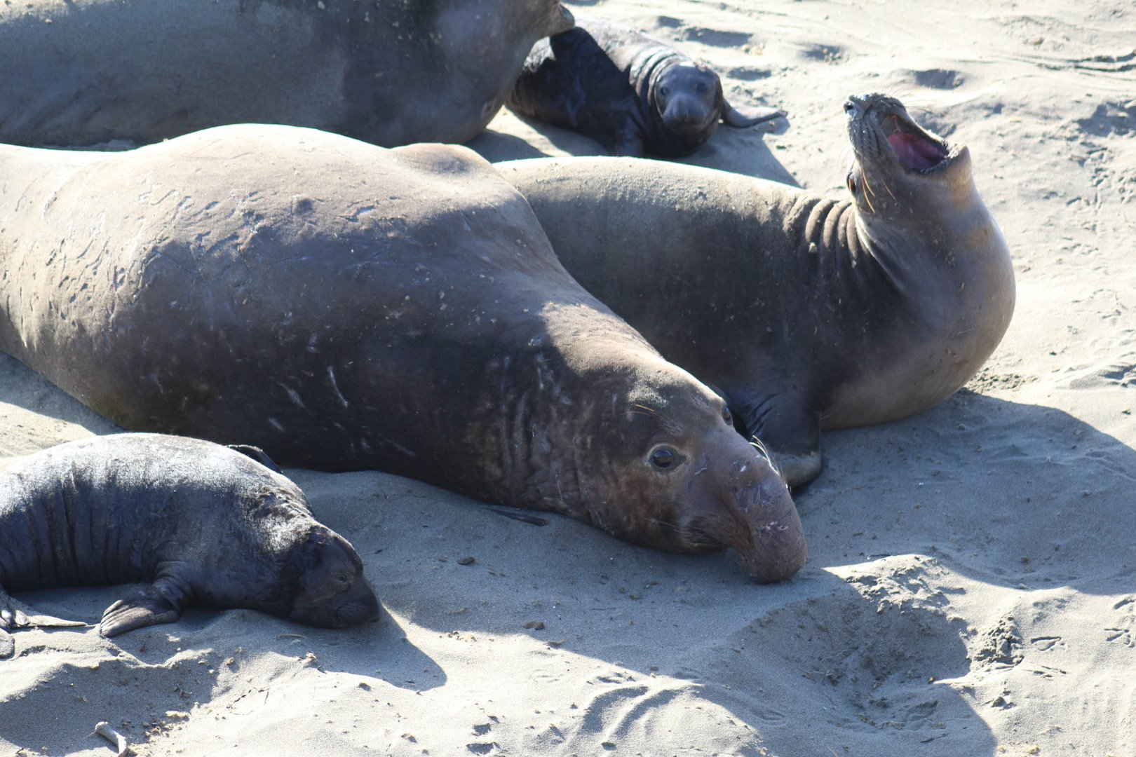 Northern Elephant Seals