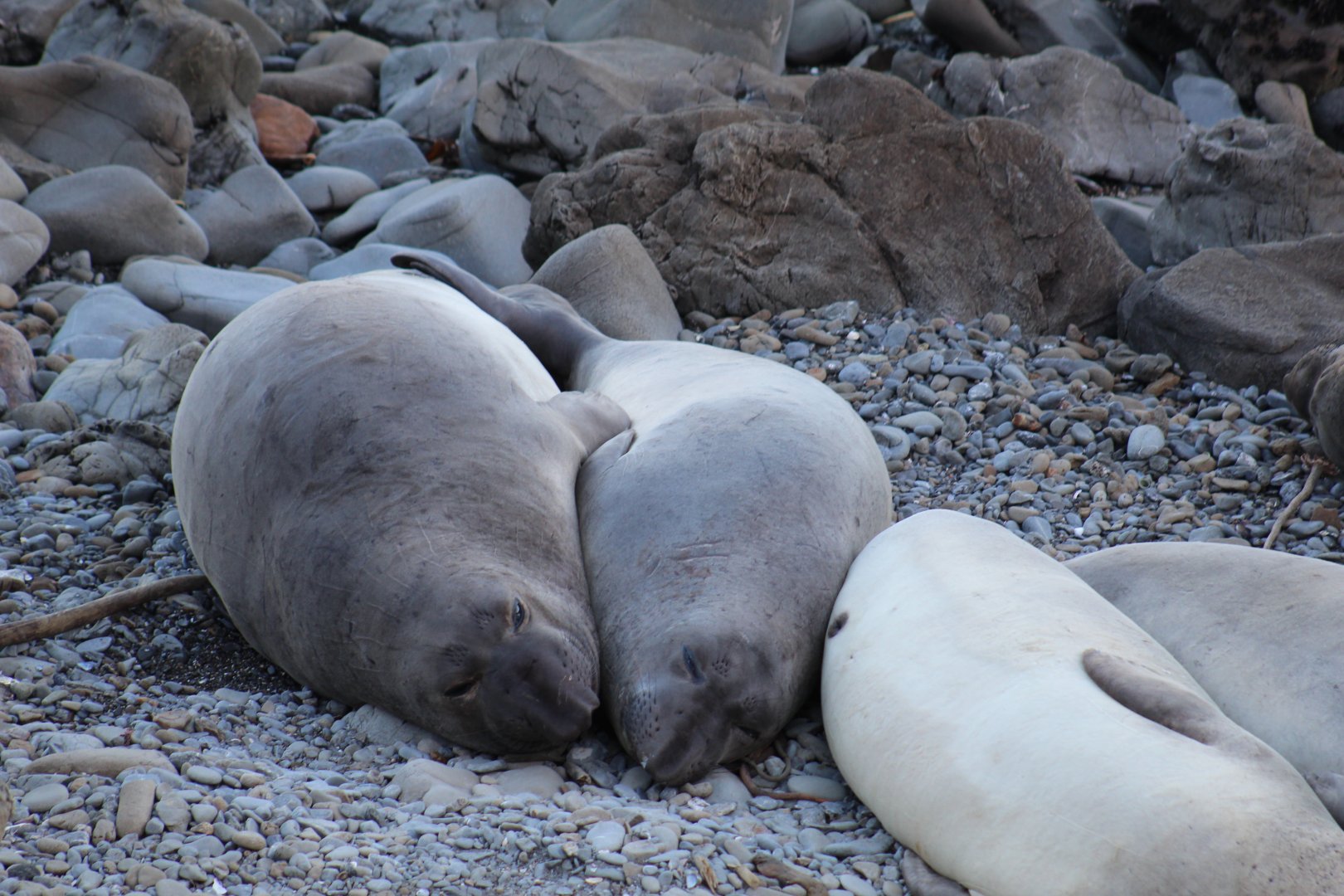 Northern Elephant Seals