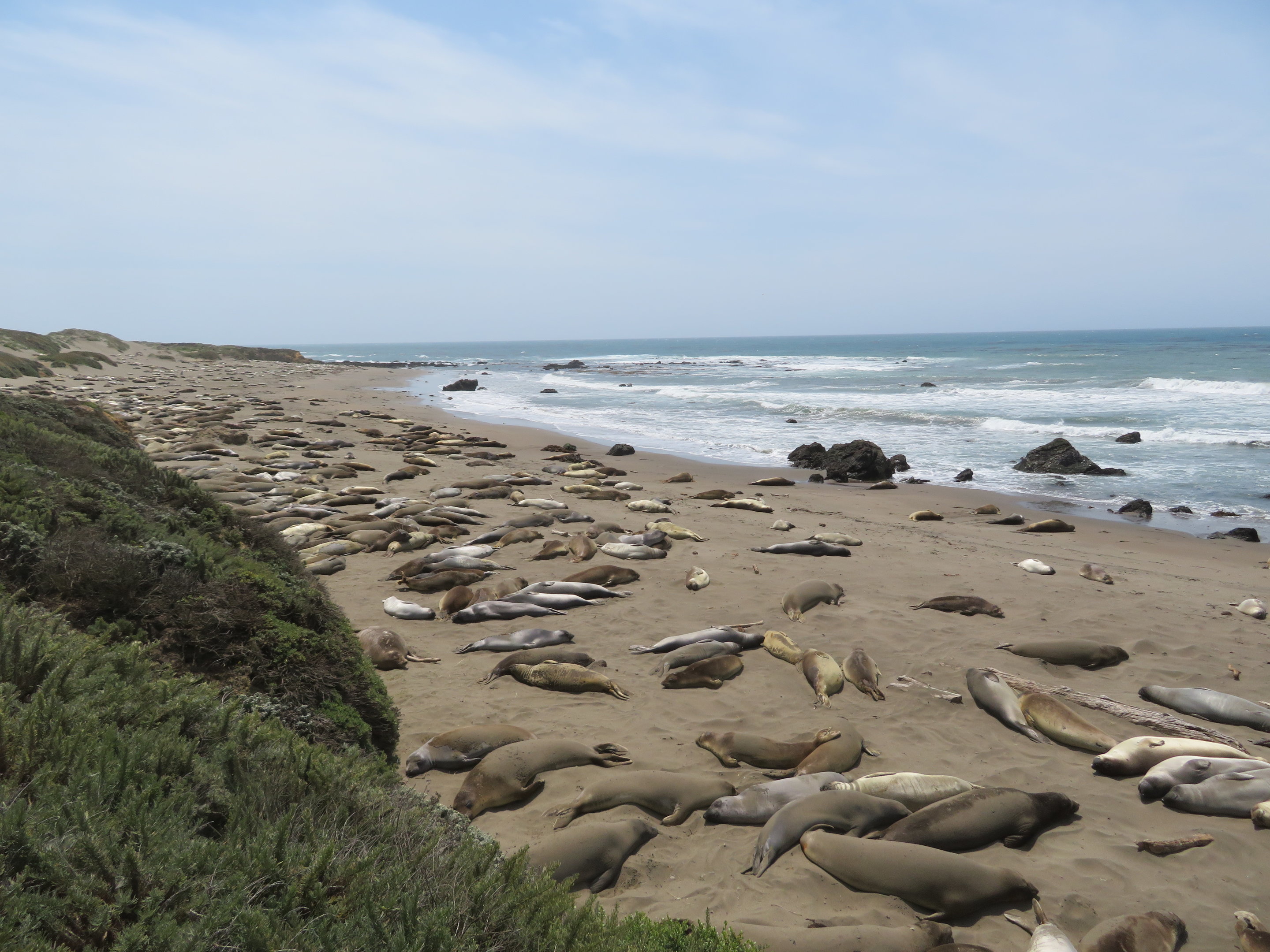 Northern Elephant Seals