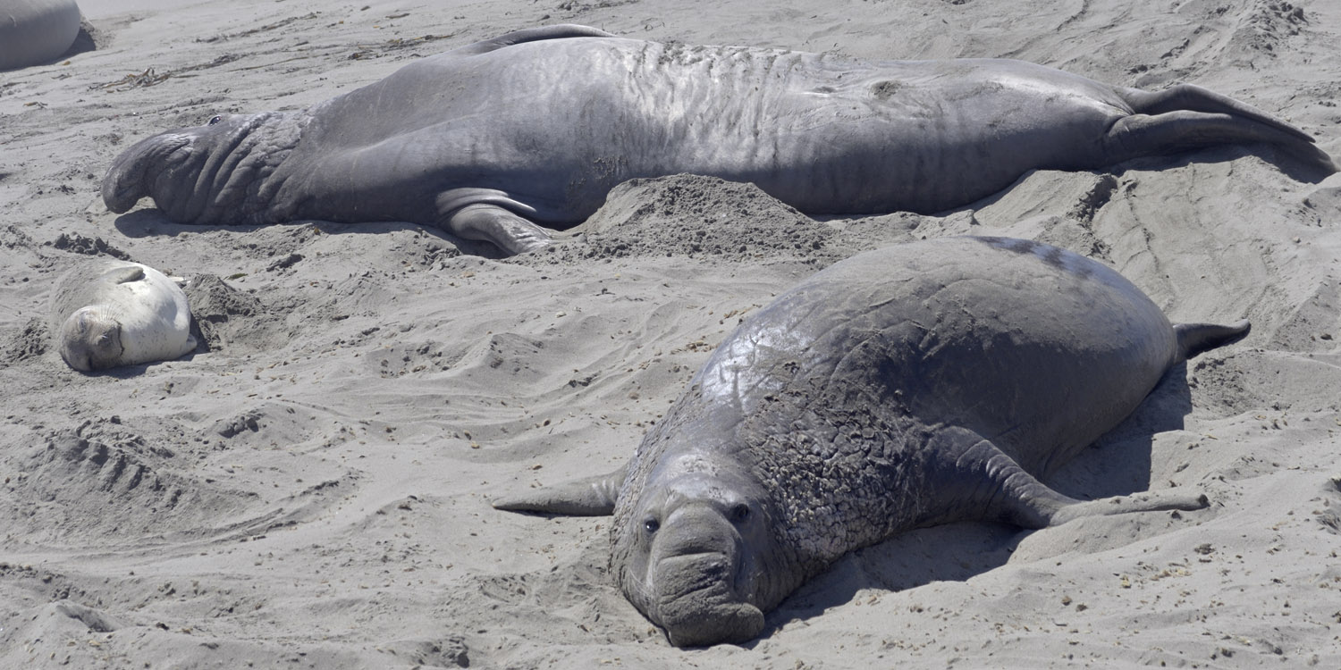Northern elephant seals