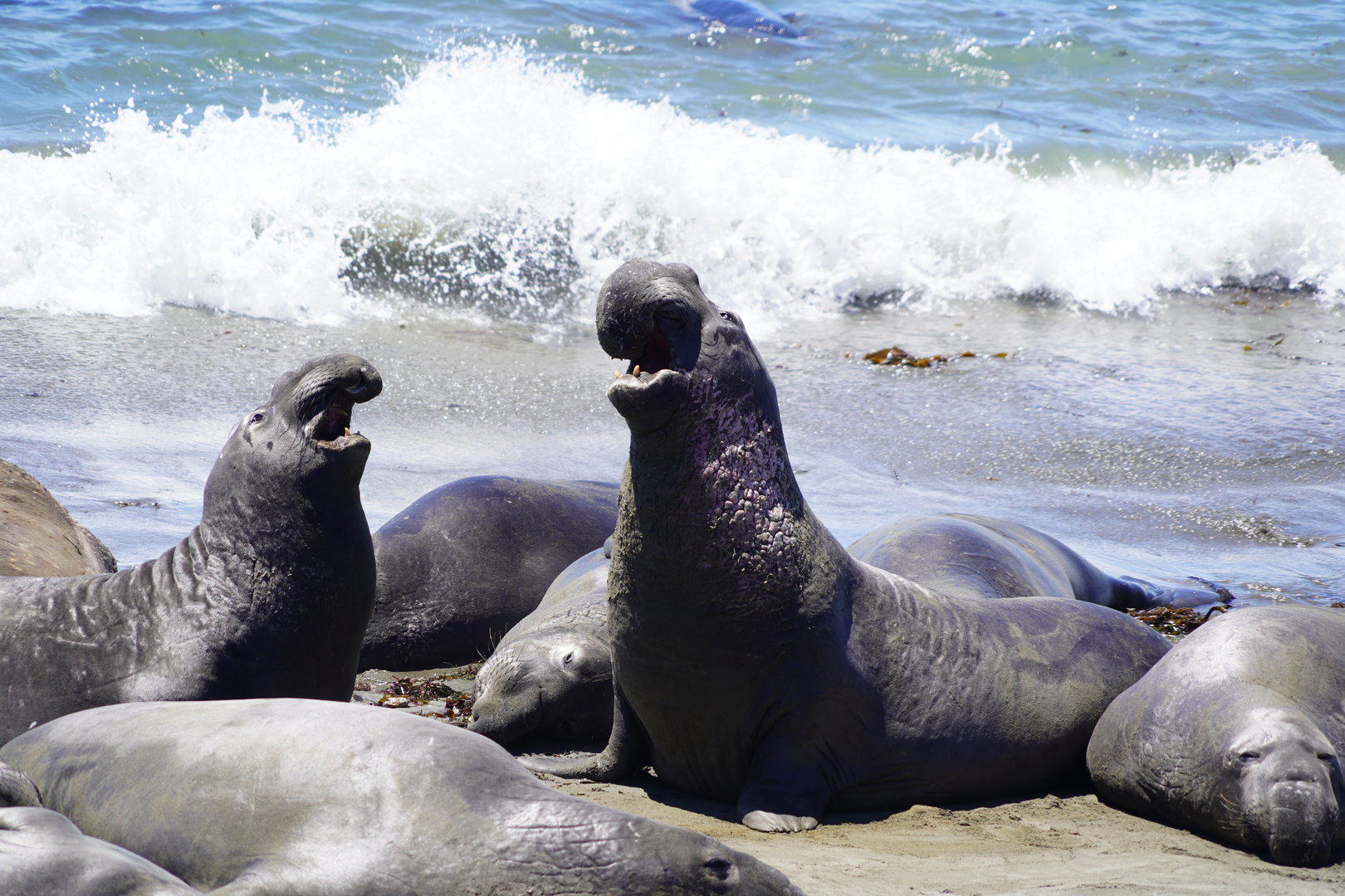 Northern elephant seals