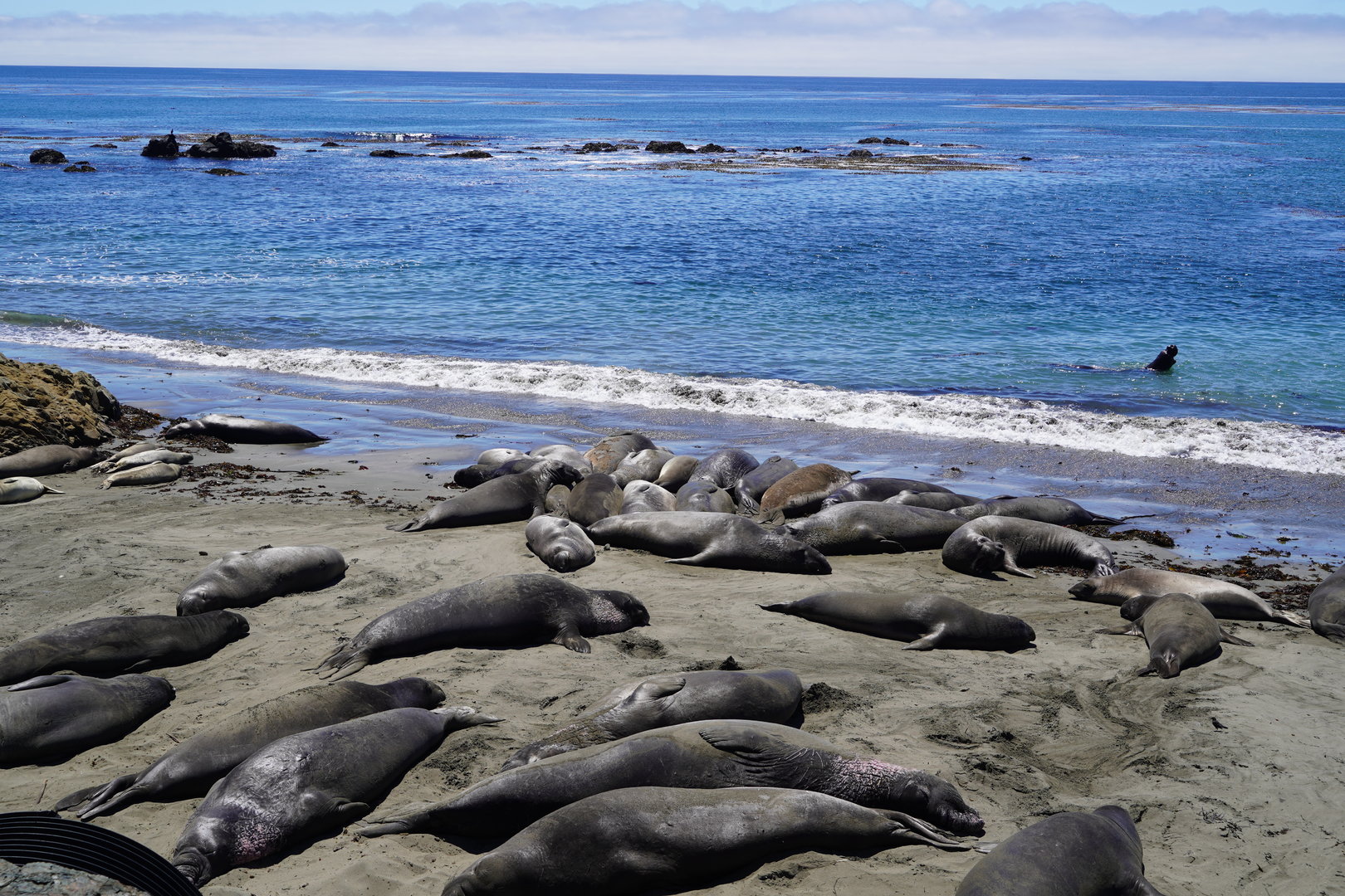 Northern elephant seals