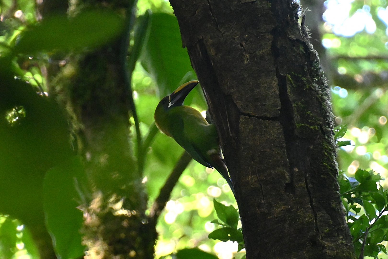 Northern emerald toucanet (Aulacorhynchus prasinus)