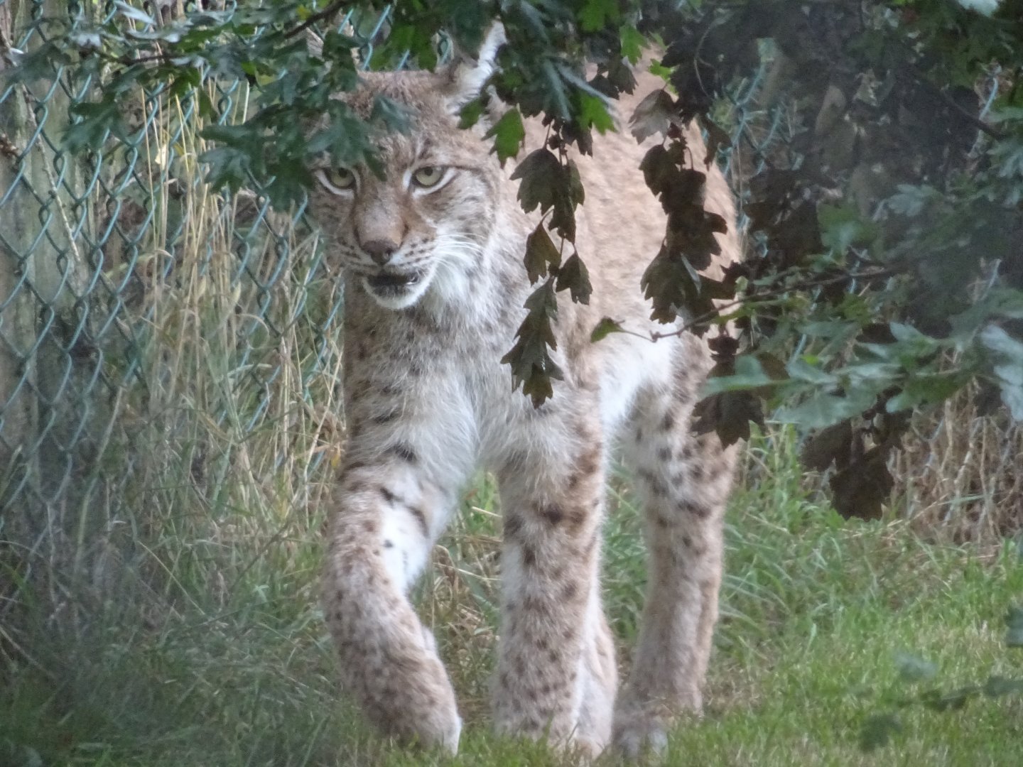 Northern Eurasian Lynx