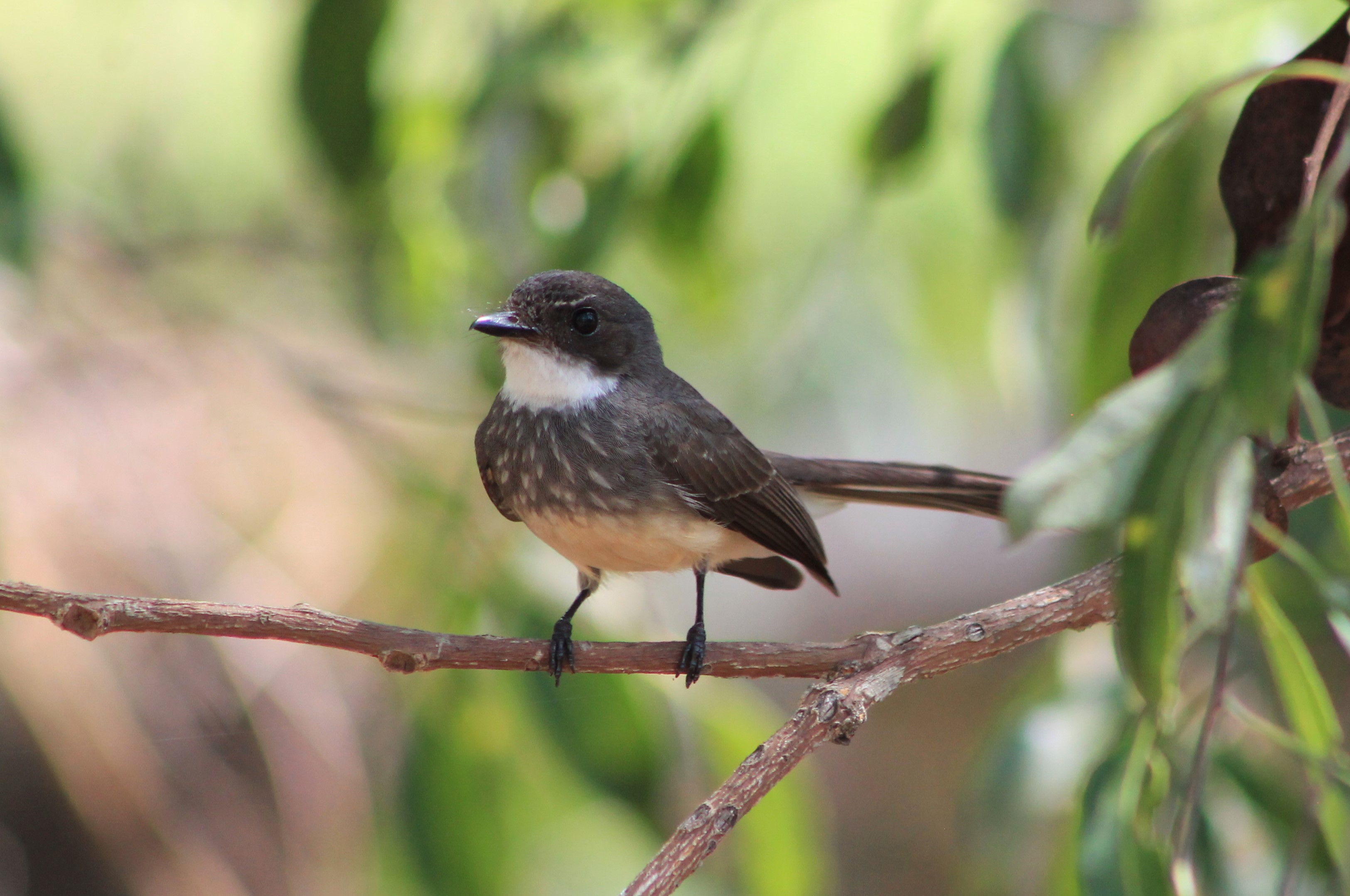 Northern Fantail (Rhipidura rufiventris)