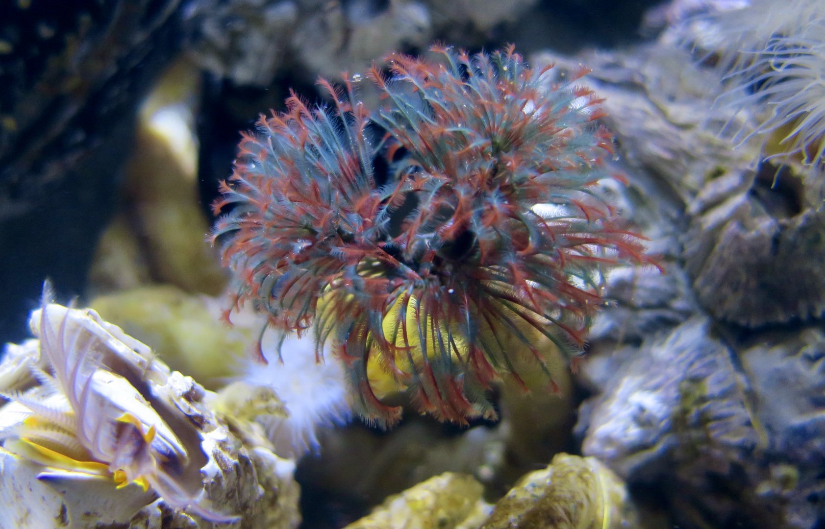 Northern Feather Duster Worm (Eudistylia vancouveri)