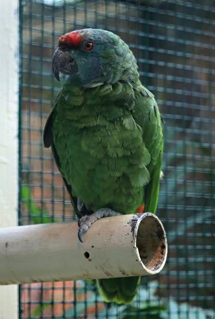 Northern festive Amazon (Amazona bodini)