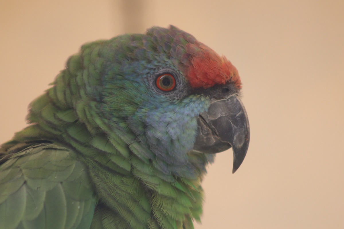Northern Festive Amazon (Amazona bodini)