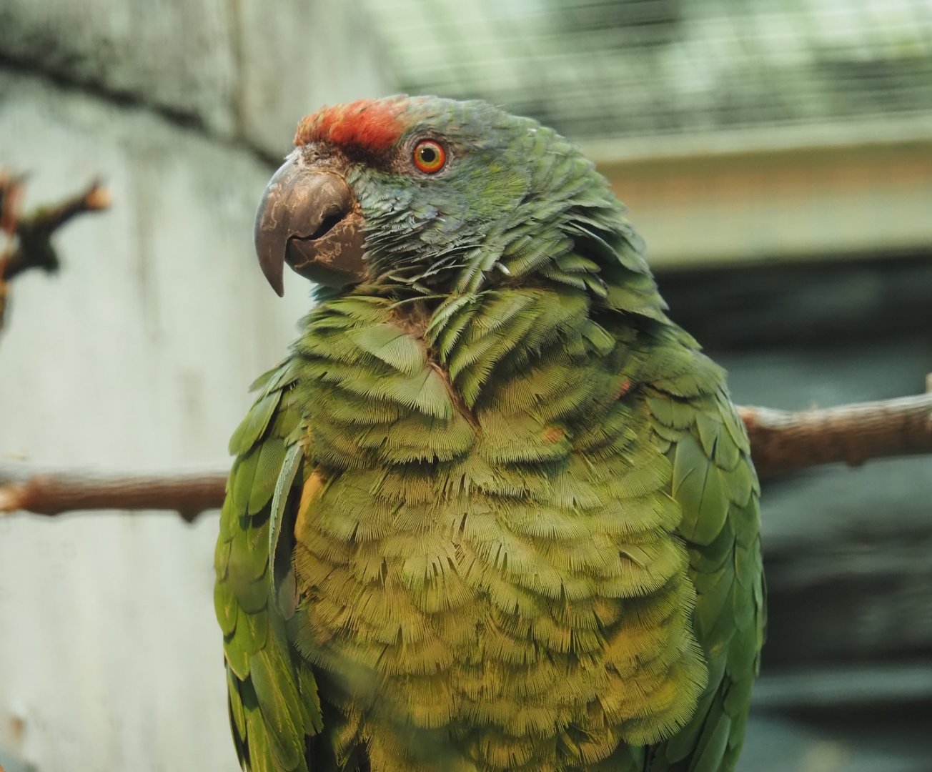 Northern festive amazon (Amazona festiva bodini), 2024-05-22