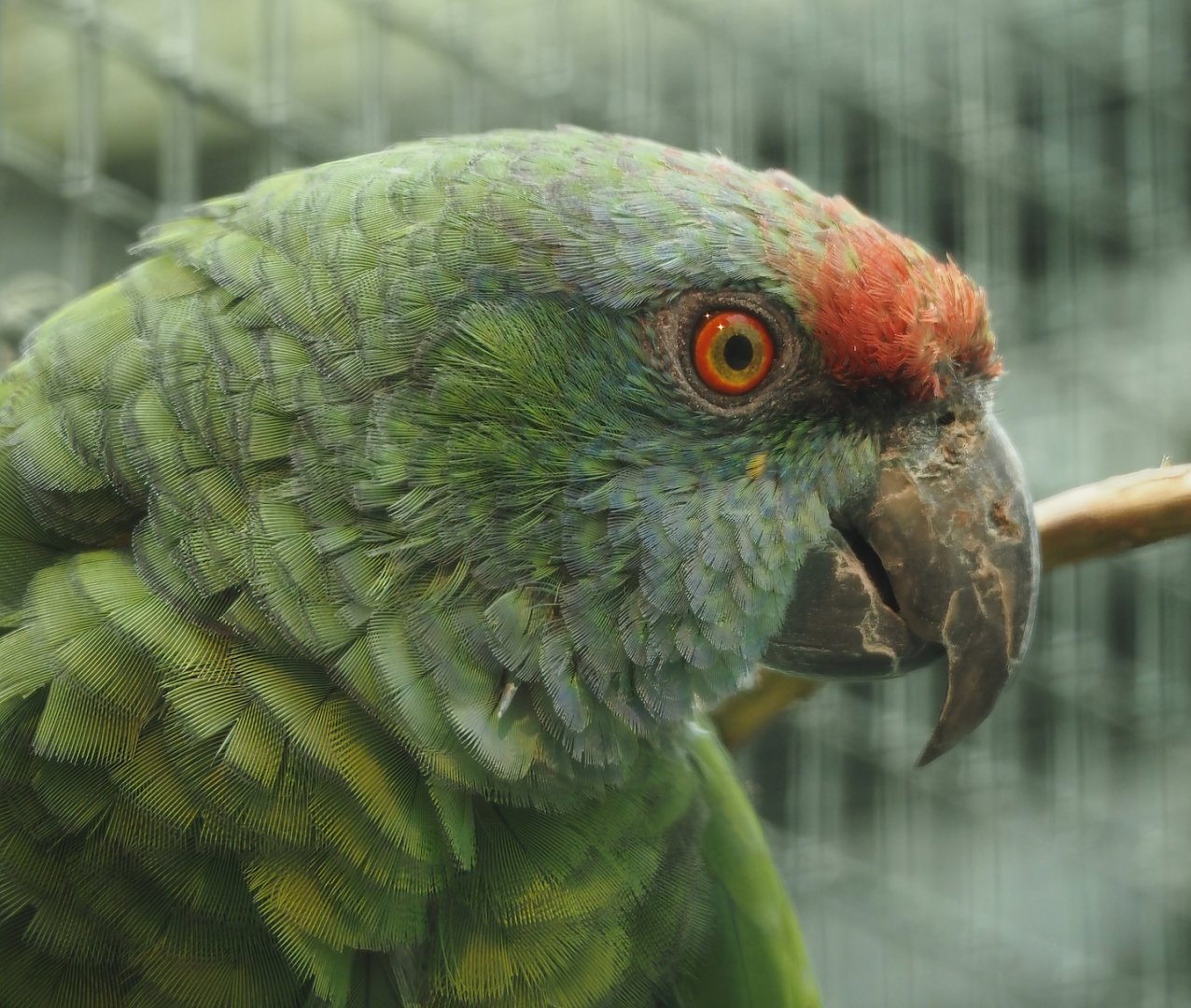 Northern festive amazon (Amazona festiva bodini), 2024-05-23