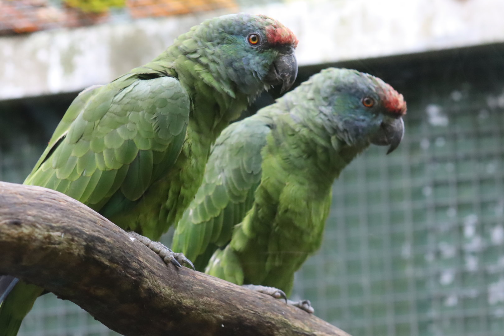 Northern Festive Amazon