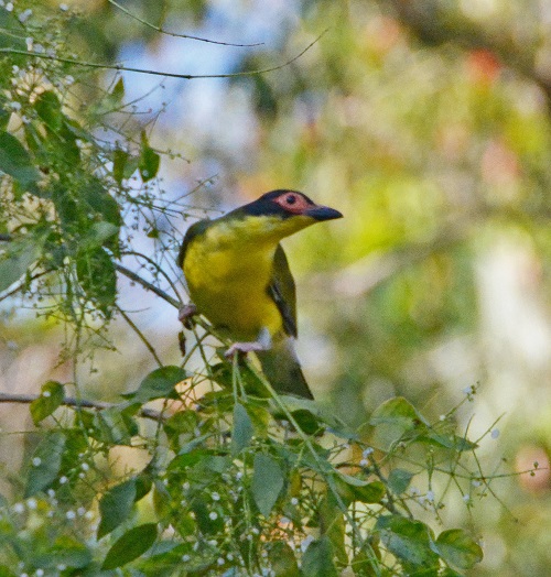 Northern figbird.