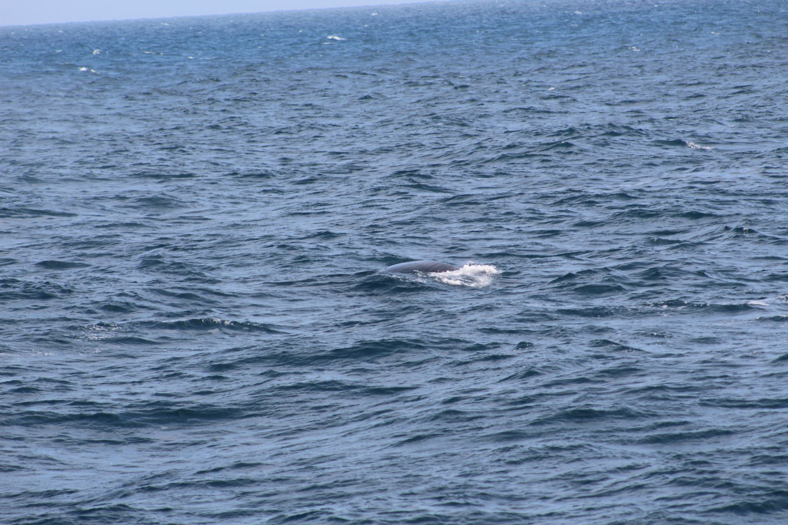 Northern fin whale