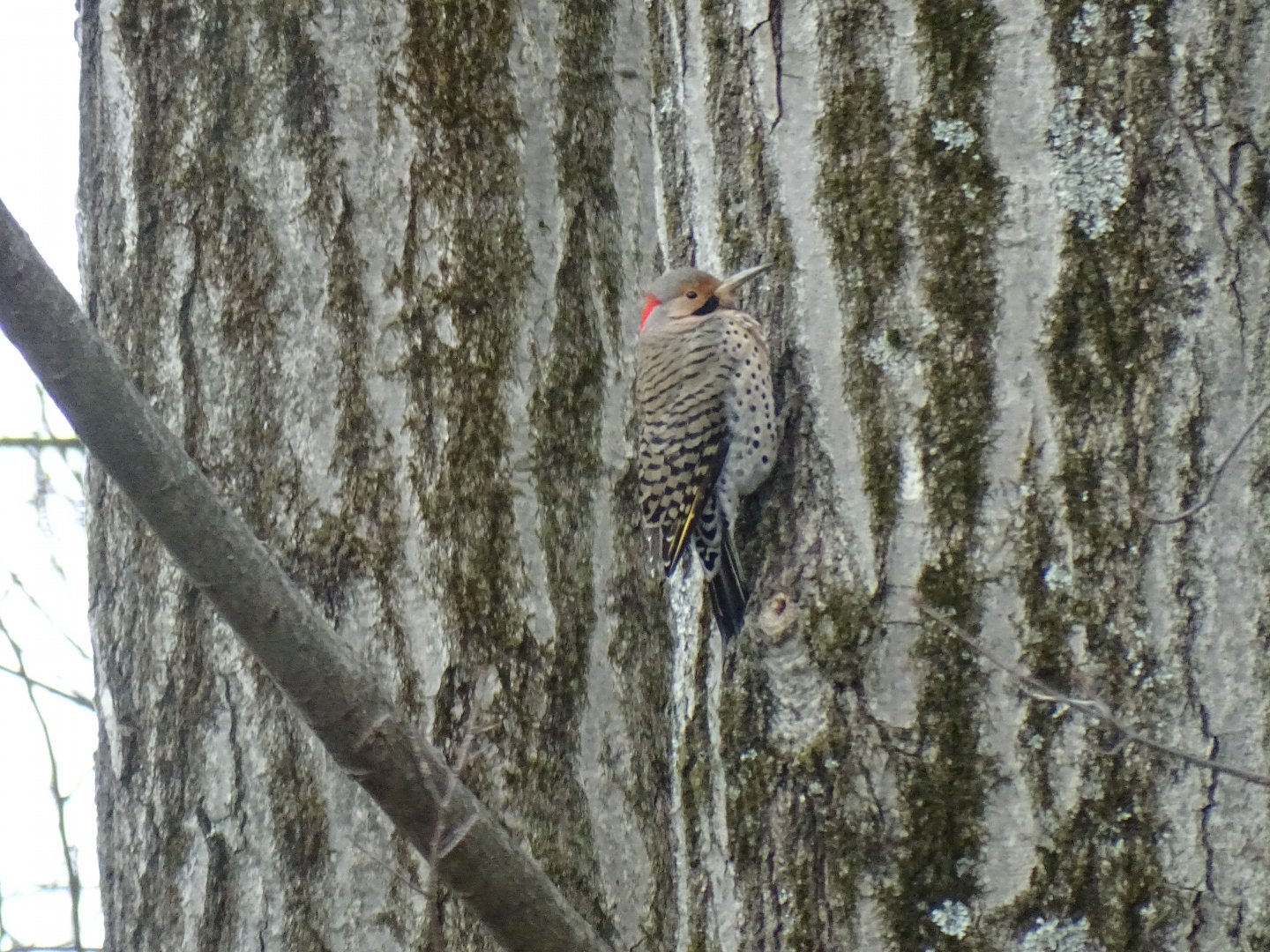 Northern flicker (Colaptes auratus)