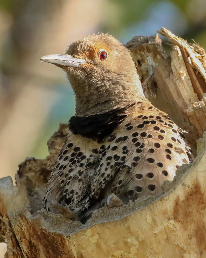 Northern flicker female