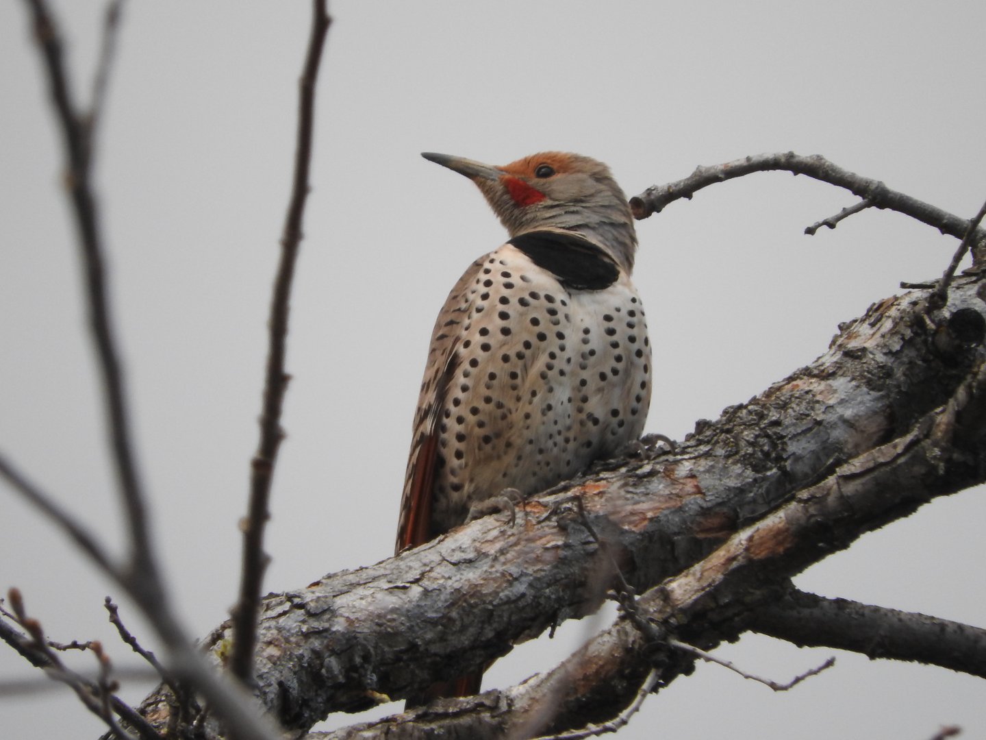 Northern Flicker (Red-shafted)