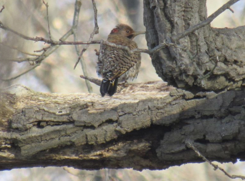 Northern flicker
