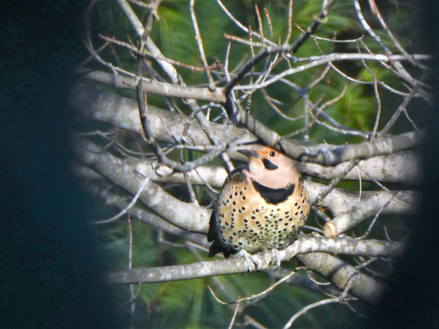 Northern Flicker