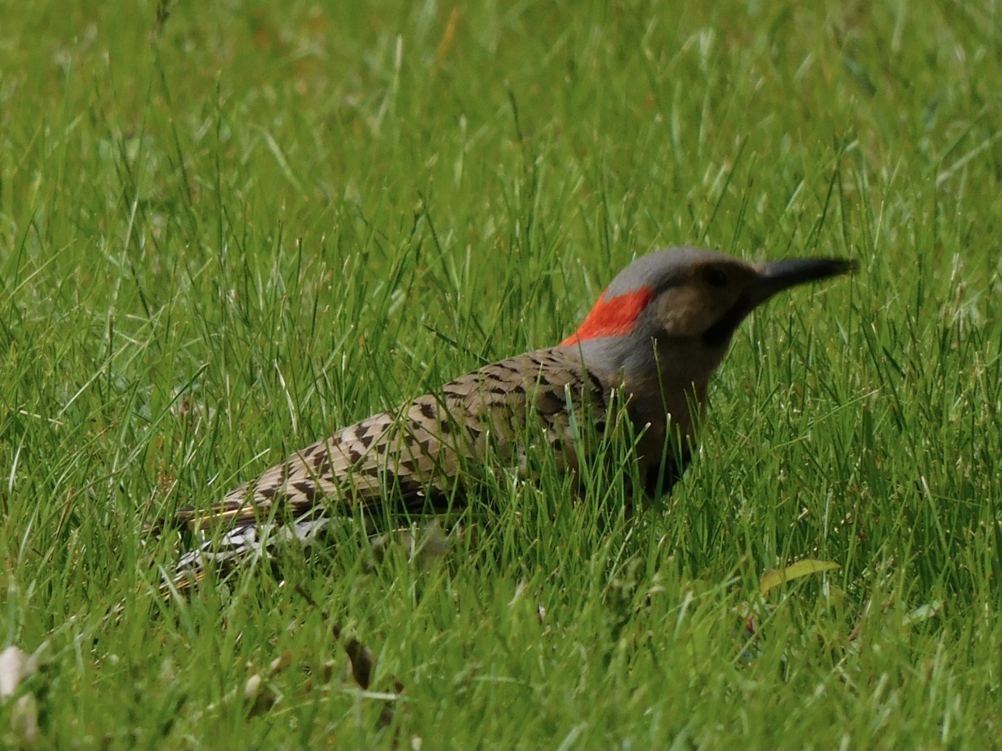 Northern flicker