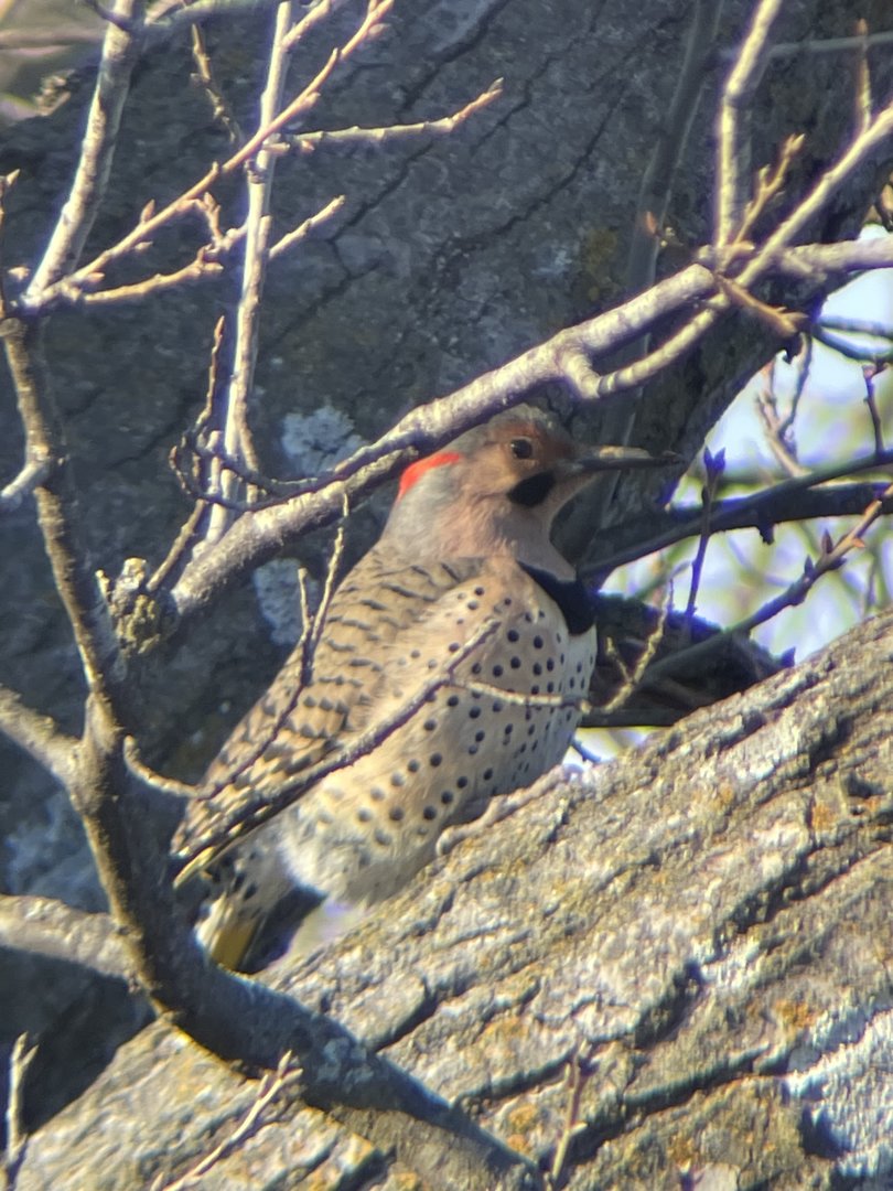 Northern Flicker