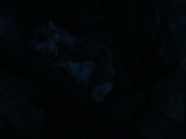northern flying squirrel 160911